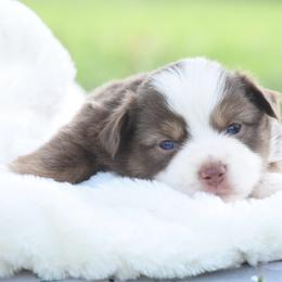 Fateful - Red tri female Toy Australian Shepherd puppy in Chickasha, Oklahoma from Rustic Lace