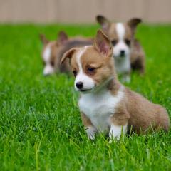 French Bulldog and Pembroke Welsh Corgi Puppies from Burn 3 Farms