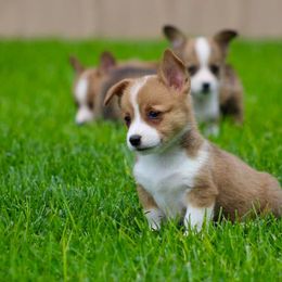 French Bulldog and Pembroke Welsh Corgi Puppies from Burn 3 Farms