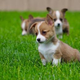 French Bulldog and Pembroke Welsh Corgi Puppies from Burn 3 Farms