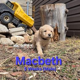 Macbeth - Cream male Labradoodle puppy in Genoa City, Wisconsin from Sakura Pups