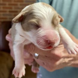 Red Merle female - Red merle female Miniature Australian Shepherd puppy in Kingsport, Tennessee from Copper Line Aussies