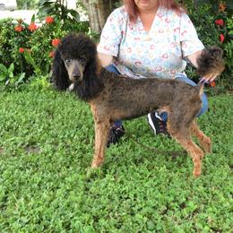 DANNY - Poodle