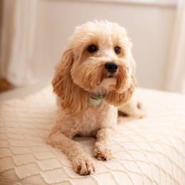 Lucy - Goldendoodle