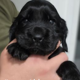 Orange Girl - Black female English Cocker Spaniel puppy in Yucaipa, California from The Elite ECS