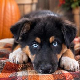 Opal Girl-2 - Black tri-color female Australian Shepherd puppy in Mena, Arkansas from Fat-Bottom Farms