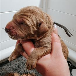 Stevens - Cream male Goldendoodle puppy in Everett, Washington from Big Top Doodles