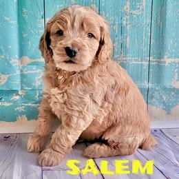 Salem - Brown male Cockapoo puppy in Reidsville, North Carolina from Something to Bark About Dog Training