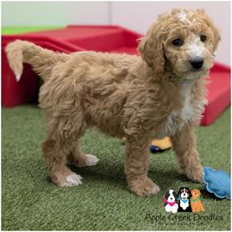 SARGE - OFA-Genetics-2 yr warranty. - Cream male Goldendoodle puppy in Jeddo, Michigan from Apple Creek Doodles