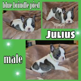 Boy 2 - French Bulldog puppy in Sandy, Utah from Fanciful Frenchies