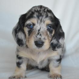 Dachshund Puppies from Dreamheart Dachshunds