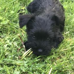 Miniature Schnauzer Puppies from Divine Miniature Schnauzers