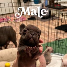 Polo - Black male French Bulldog puppy in Union City, Tennessee from West Tennesse Frenchies