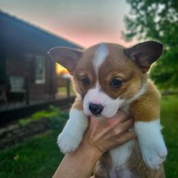 Red and white Female - Red and white female American Corgi puppy in Taylorsville, North Carolina from America's Red White and Bluie Corgis