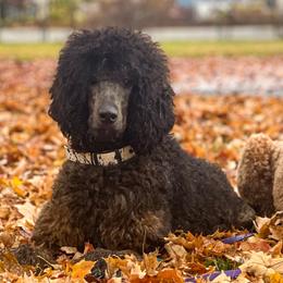 Poodles from Taylor's Poodles