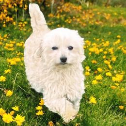 Terrell - Maltipoo