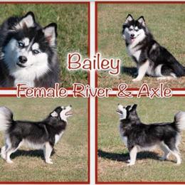 Bailey - Pomsky