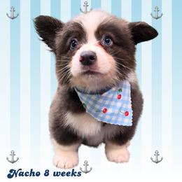 Nacho - Gray and white male American Corgi puppy in Mansfield, Ohio from Moonrise corgis