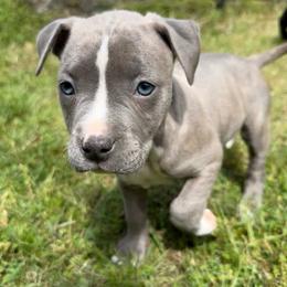 Jules - Blue fawn female American Pit Bull Terrier puppy in Stanwood, Washington from Barajas Family Ranch