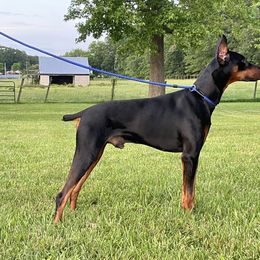 Barrett - Doberman Pinscher