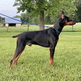 Barrett - Doberman Pinscher