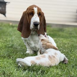 Basset Hound Puppies from The Basset Boutique