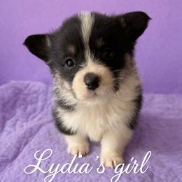 V-7 - Black and tan female Pembroke Welsh Corgi puppy in Sanford, Michigan from Tambali Pembroke Welsh Corgis