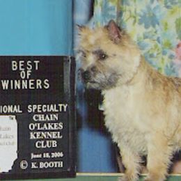 Cairn Terriers and Welsh Terriers from MoorGreen Terriers