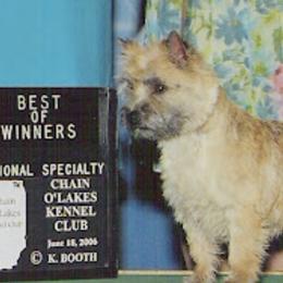 Cairn Terriers and Welsh Terriers from MoorGreen Terriers