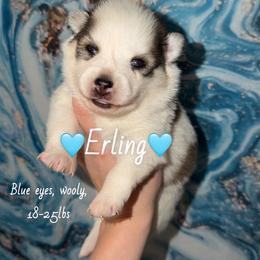 Erling - Gray and white male Pomsky puppy in Centerville, Iowa from LJ Kennels Pomskies, LLC