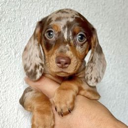 Dachshunds from Freckled Weenies of Sacramento