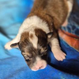 Miss Winnie - Sable female Pembroke Welsh Corgi puppy in Checotah, Oklahoma from Skoal Creek Corgi's