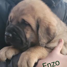 Enzo - Wolfgray male Spanish Mastiff puppy in Prosperity, Pennsylvania from Prosperity Guardians