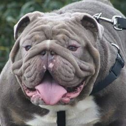 Prince  - Bulldog