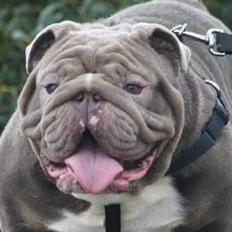 Prince  - Bulldog