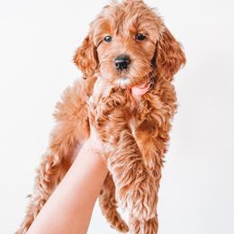 Liberty (Pink Collar) - Red  female Goldendoodle puppy in Beaverton, Oregon from Henry Elliots