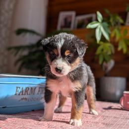 Timmy - Black tri-color Australian Shepherd puppy in Corydon, Indiana from Eulenberg Farm Australian Shepherds