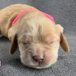 Pink - Buff female Cocker Spaniel puppy in Lebanon, Missouri from Spring Hollow Cocker Spaniels