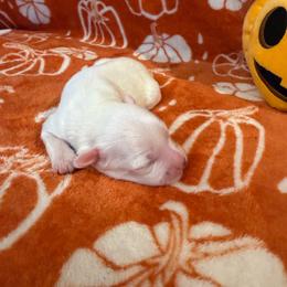Boy 1 - White and black male Chinese Crested puppy in Auburn, Kansas from TopBrass Kennels