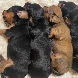 Dachshunds from Donna’s Dachshunds