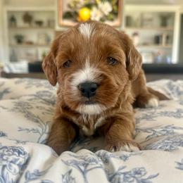 Purple collar - Red  female Goldendoodle puppy in Indiahoma, Oklahoma from Farm Fresh Doodles