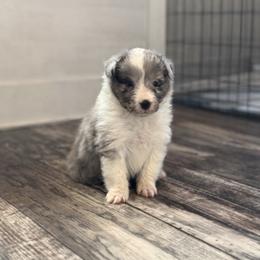 Bilbo - White blue merle and tan male Shetland Sheepdog puppy in Warren, Texas from Romans 12 Kennels