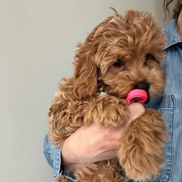 Forever Puppy- Hot Pink Girl - female Cavapoochon puppy in Clementon, New Jersey from PitterPatterPuppiesNJ