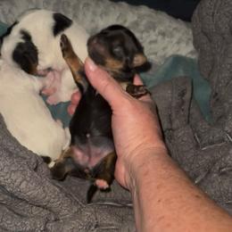 Traditional female Yorkie - Black and tan female Yorkshire Terrier puppy in Des Moines, Iowa from Diamond Yorkshire Terriers