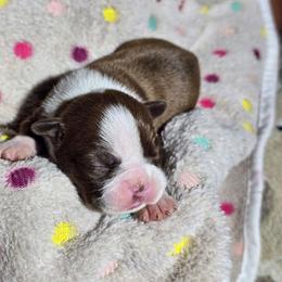 Alexa Bliss - Red female Boston Terrier puppy in Millers Creek, North Carolina from Tumbling Shoals Hilltop Bostons