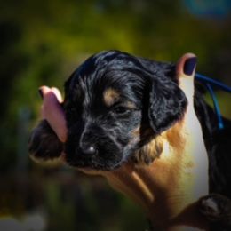 Labradoodle Puppies from Big River Doodles