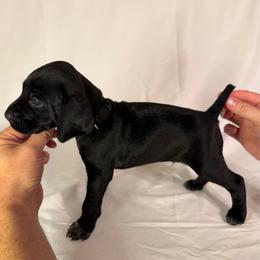 Victory - Black male German Shorthaired Pointer puppy in Edenton, North Carolina from Bockelman GSP’s