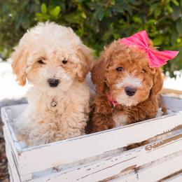Goldendoodle puppies from Ever After Doodles Arizona