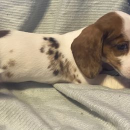 Mia - Piebald female Dachshund puppy in Pennsville, New Jersey from Bay Acres Dachshunds