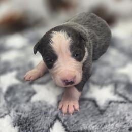 Blaire - Slate female Border Collie puppy in Gary, Indiana from Lake Ridge Border Collies